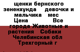 щенки бернского зененхунда. 2 девочки и 2 мальчика(2 мес.) › Цена ­ 22 000 - Все города Животные и растения » Собаки   . Челябинская обл.,Трехгорный г.